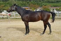 �������׶� (MUJEOK VETERAN) ����