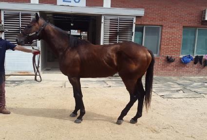 ���̾Ƹ��ŷ ����