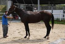 �ȵ���Ÿ (PALDO GANGTA) ����