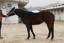 ����ġ��Ÿ (FRENCH STAR) ����