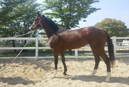 ���÷��ø��� ����