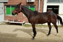 ���Ʈ (COOL MINT) ����