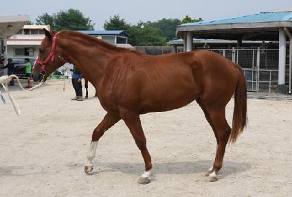 �ο����̾� ����