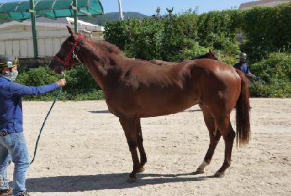 ���󰡶� ����