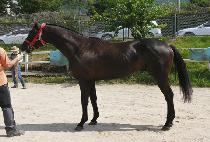 �帲�ε� (DREAM INDY) ����