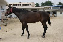 ������¾� (BAEKDUI TAEYANG) ����