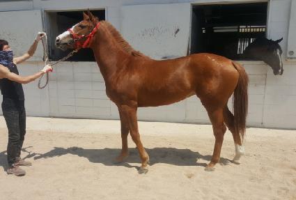 ����� ����