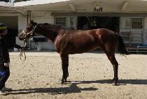 �ǽ��������� (PEACE PRINCESS) ����