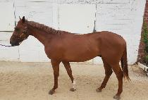 �Ŀ�Ǯ�� (POWERFUL PIT) ����