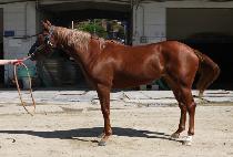 ��罺ī�� (GOLDEN SKY) ����