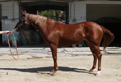 ��罺ī�� ����