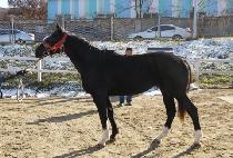 �ݼ����� (GEUMSEONG GUY) ����