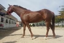 ���극�� (LOVE LETTER) ����