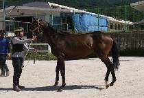 ���������� (MAY PRINCE) ����