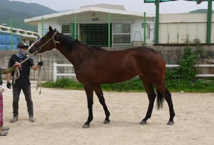 ����¡�轺 ����