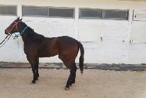 Ȳ������ (HWANGJE BONSAEK) ����