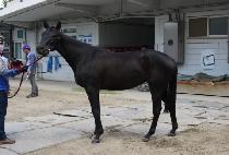 �����ֵ� (YONGUI JUDO) ����