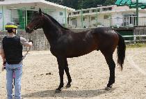 ���޶���ŷ (EMERALD KING) ����