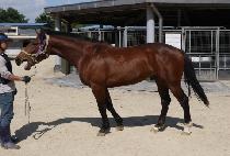 ����Ʈ��ǳ (BEST DOLPUNG) ����