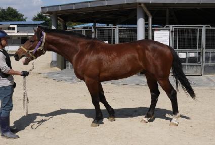 ����Ʈ��ǳ ����