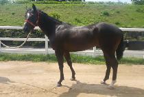 �������� (THUNDER SHOWER) ����