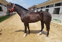 ������ (MARINE QUEEN) ����