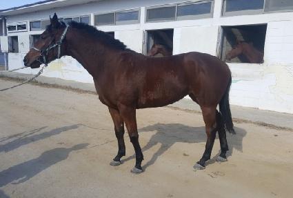 ������ ����