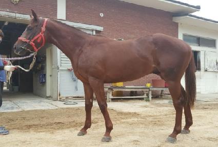 �Ϻ�Ʈ��� ����