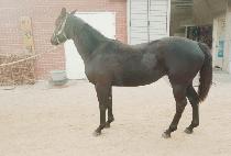 ������ (ANGEL QUEEN) ����