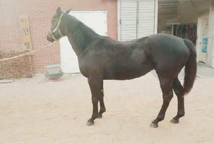 ������ ����