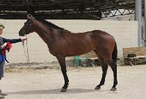 �̽�Ʈŷ�� (EAST KINGDOM) ����