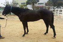 ȭ��Ʈ����Ʈ (WHITE POINT) ����