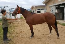 �̶�Ŭ�ٸ��� (MIRACLE ALICE) ����