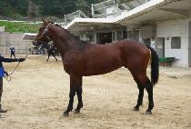 ��Ʈ�ո� (STRONG MAN) ����