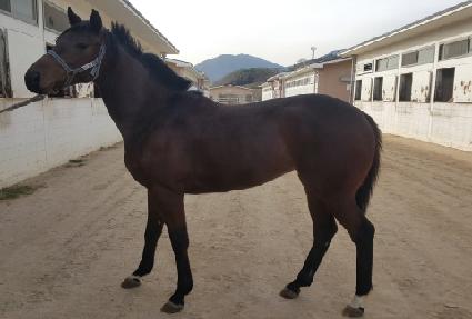 ��ī�̶���� ����