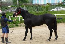 Ǫ�������佺 (PUER SPES) ����