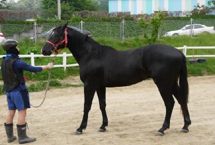 Ǫ�������佺 ����