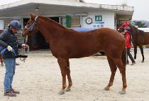 ���̽�Į�� (ACE CARLSON) ����