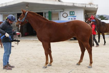 ���̽�Į�� ����