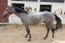 ������� (TOP HERO) ����