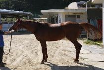 �ο������� (ROYAL PRINCE) ����