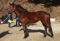 ���̿��ظ� (A ONE HAMMER) ����