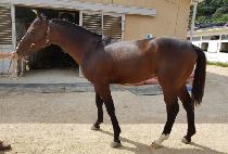 ���ǵ巡�� (HAPPY DRAGON) ����