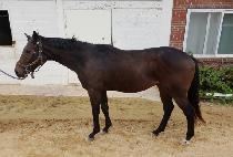 ���ǵ�ǻ�� (SPEED FURY) ����