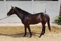 �����κν��� (CHAMPAIGN BOOSTER) ����