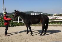 SAE BOKSAGOL picture