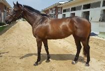 ���ѵ帲 (KWAEHAN DREAM) ����