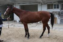 ������ (GOLDEN WEDDING) ����