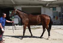 ����� (SEOUL SOL) ����