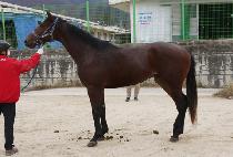 ����Ƽ���� (SMARTY BLUE) ����